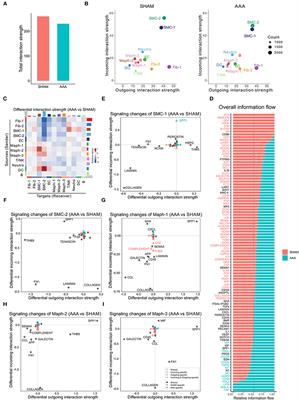 Deciphering Cell-Cell Communication in Abdominal Aortic Aneurysm From Single-Cell RNA Transcriptomic Data